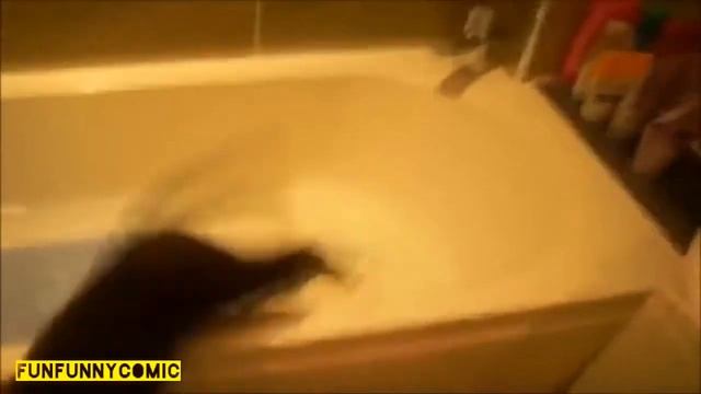 Хохма. Животные Приколы. Поющие собаки /Hilarious. Funny animals. Singing dogs смотреть онлайн