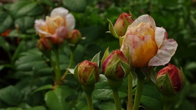 Роза английская ЧАРЛЬЗ ДАРВИН / The English Rose Charles Darwin смотреть онлайн