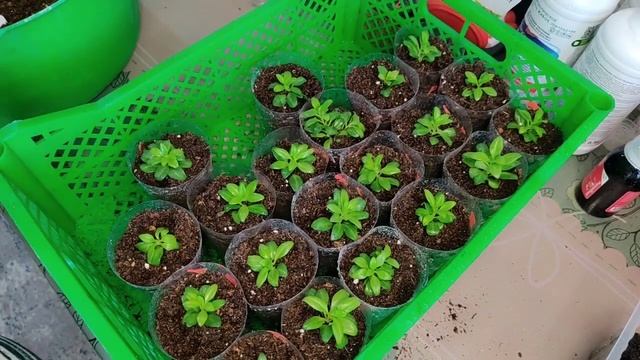 Калибрахоа. Рассаживаю укоренённые черенки. Стригу и ? смотреть онлайн