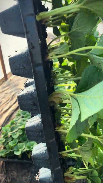 Клубника сорт Мурано #клубника #мурано #рассадаклубни?