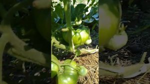 томат моя семья