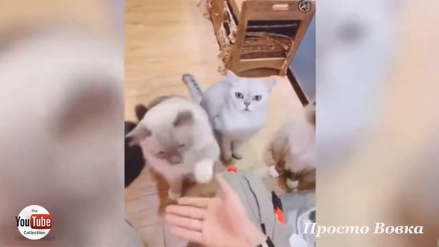 Приколы кота и собаки ржака