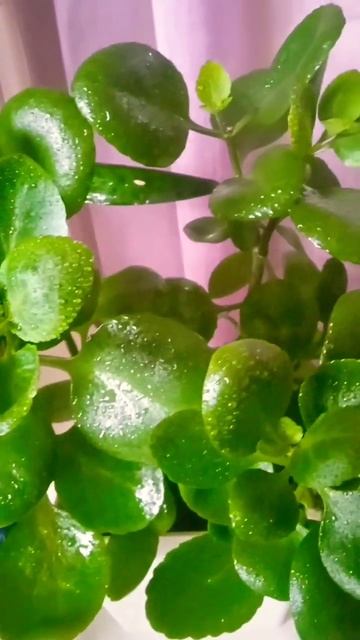 🌿каланхоэ 🌿#комнатныецветы #каланхоэ #цветы #зелены?