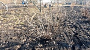 Срочно обработай этой баковой смесью кусты смородины