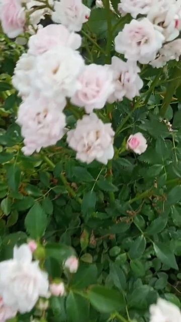 Крым ✨ Доброе утро 🤍😇 #доброеутро #длявас #симфероп? смотреть онлайн