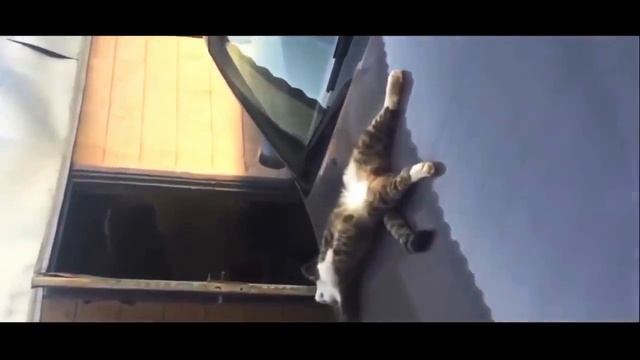 СМЕШНЫЕ ВИДЕО С КОТАМИ. УГАРНЫЕ КОШКИ. ПРИКОЛЬНЫЕ КОТЫ И КОШКИ #24 смотреть онлайн