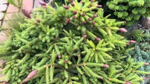 Красота в моем саду - ель Пуш, Pusch