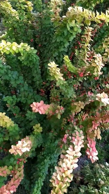 Мария - королева палисадника! Осеннее убранство барба? смотреть онлайн