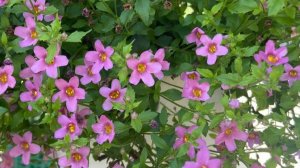 Бакопа. Рассада 5 мая 2025 г