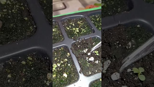 клубника мурано из семян смотреть онлайн