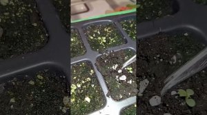 клубника мурано из семян