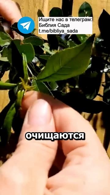 Всего две ложки и тли с муравьями на участке больше не смотреть онлайн