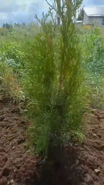 Сажаю живую изгородь из туи 🌲50-60см.НЕ ПАРЮСЬ! 😍#купил смотреть онлайн