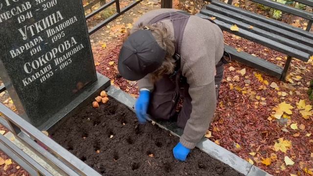 Посадка луковичных в осеннюю пору! (на могиле)
