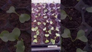 РЕДИСУ 10 ДНЕЙ, ЗАВЯЖУТСЯ ПЛОДЫ ИЛИ НЕТ? #рассада #редис?