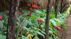 Выращивание женьшеня. Часть 3. Посадка семян.