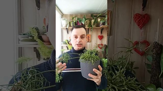 #фактор #укоренение#черенки#растения#обсуждаем смотреть онлайн