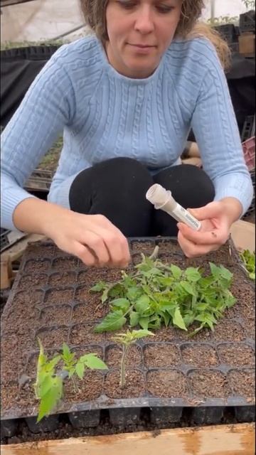 Рассада. Помидоры. Саженцы смотреть онлайн