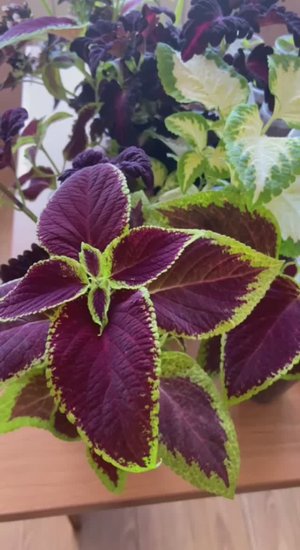 Мои колеусы