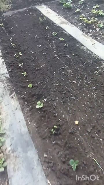 Клубничные грядки/30октября/Продолжение 🍓🍓🍓 смотреть онлайн