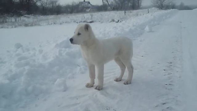 !Продажа! алабай от питомника Virej 3 смотреть онлайн