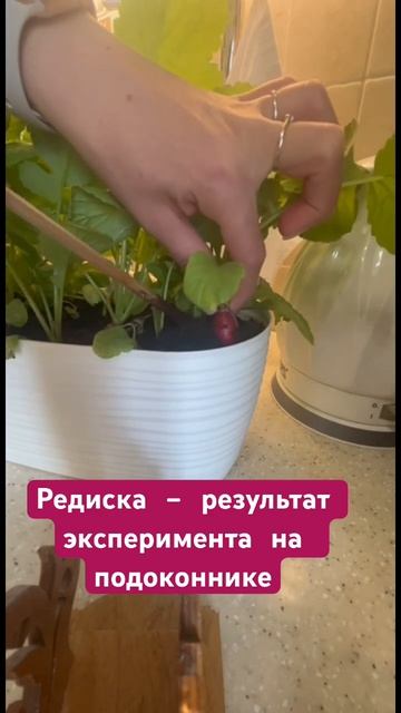 Редиска - смотрим результат эксперимента #посевсемян # смотреть онлайн