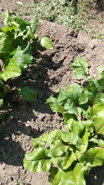 Побалуйте свеклу монофосфатом калия! смотреть онлайн