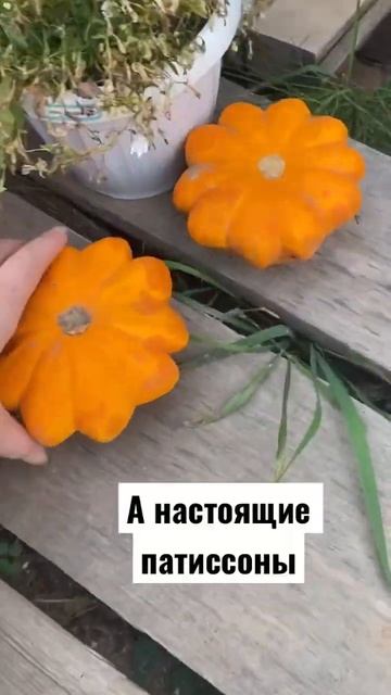 😂ПАТИССОН с МУСОРКИ😱 #урожай #дача #дачник #огород #с? смотреть онлайн