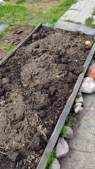 Картофель в грядке vs картофель в сумке 4 июня 2023 г. смотреть онлайн