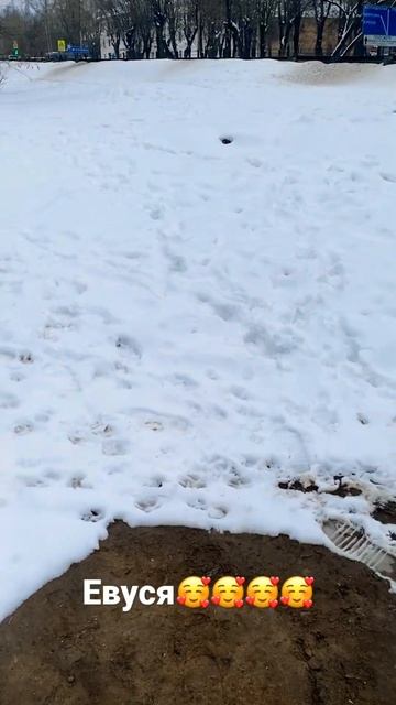 #евуся#померанскийщпиц#любитгулять смотреть онлайн