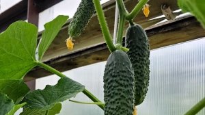 🔥 БАБУШКИН СЕКРЕТ: ОГУРЦЫ РАСТУТ КАК НА ДРОЖЖАХ И НИКОГДА НЕ ЖЕЛТЕЮТ!