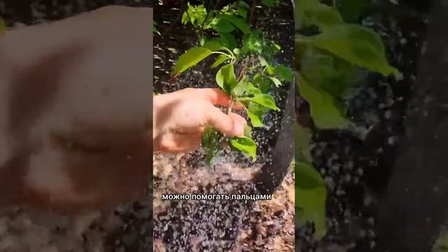 4 способа борьбы с тлями!#сад #дача #огород смотреть онлайн