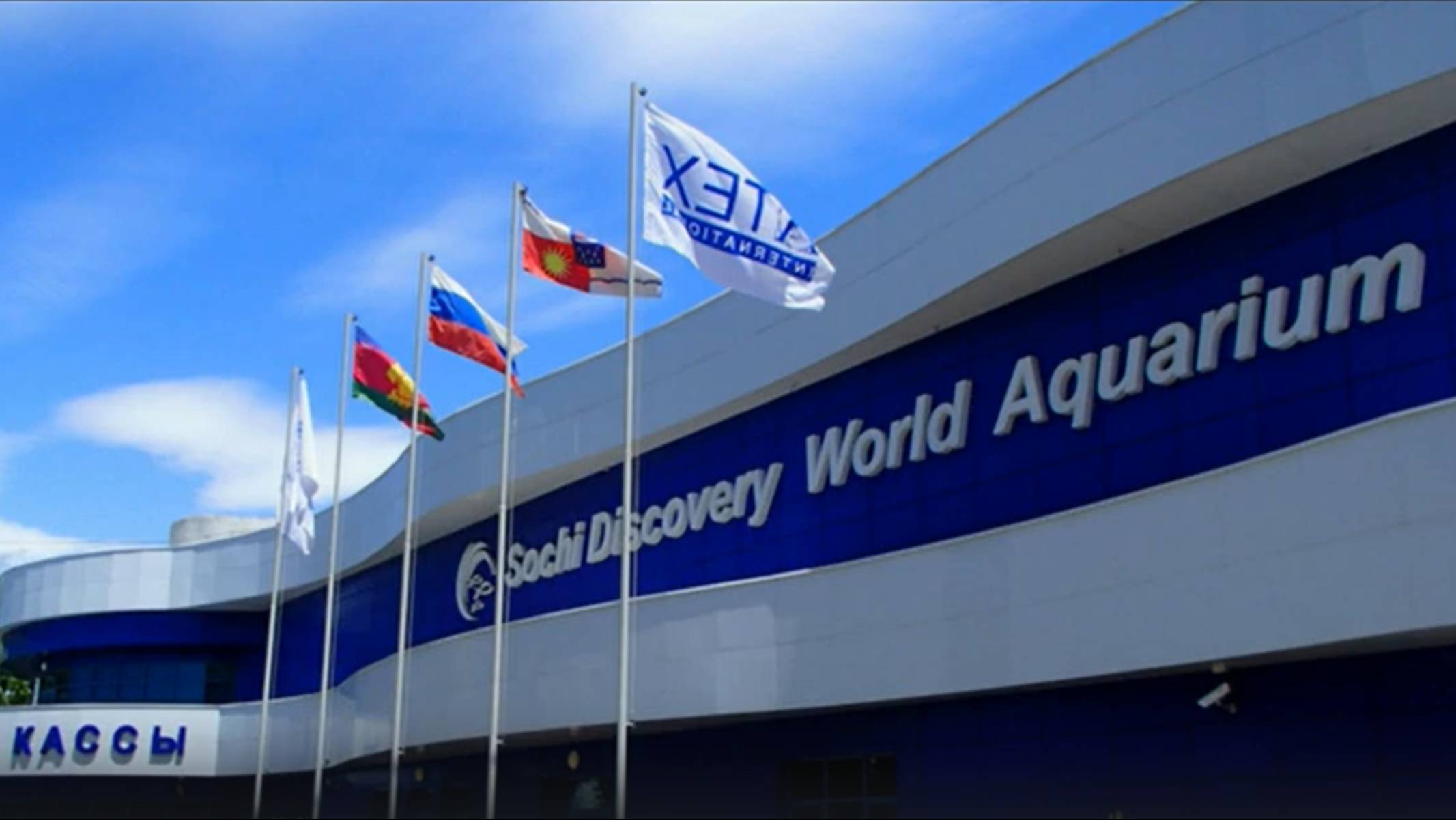 Сочинский Аквариум Кормление Карпов смотреть онлайн