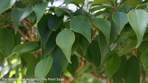 ФИКУС БЕНДЖАМИНА: УХОД В ДОМАШНИХ УСЛОВИЯХ. 🌿 СЕКРЕТЫ