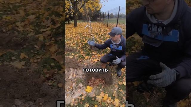 Как посадить сортовой фундук на даче! смотреть онлайн