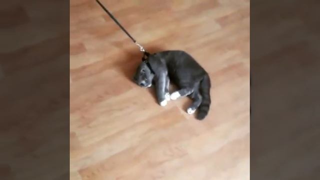 Саймон гуляет