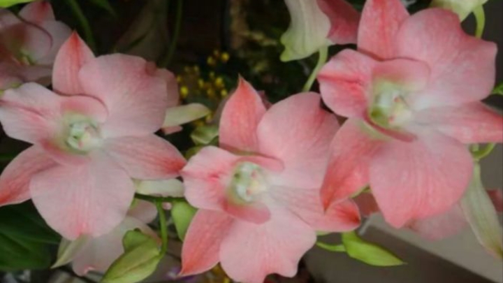 П-1. Ч-4. Дендробиум Pink Flamingo. Обзор через 42 дня после получения 1-ой посылки. Часть 4.