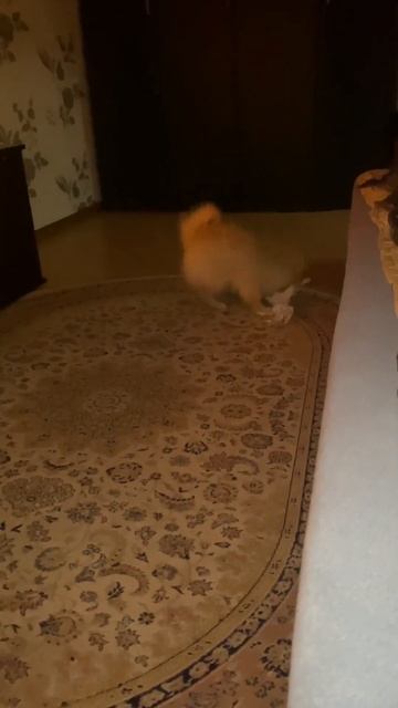 5 утра😫 зачем спать😂 #мики #шпиц #собака смотреть онлайн