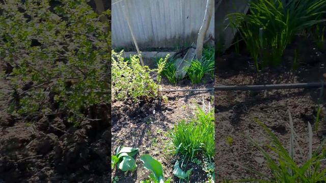 @огород.ру Красивый огород. смотреть онлайн