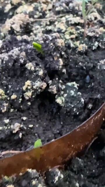 Но самый важный всход-это огурчики🤪 наша семья их упо смотреть онлайн