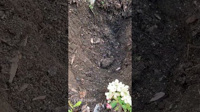 #гортензии #гортензия #гортензиивсаду #посадкаиуход #п смотреть онлайн