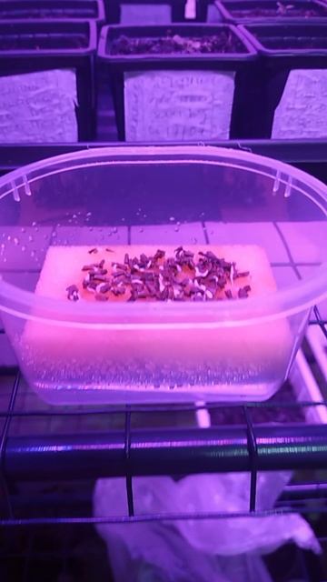 ЭХИНАЦЕЯ! ПРОРАСТИЛА СЕМЕНА ЗА 6 ДНЕЙ!😲🔥🔥🔥 смотреть онлайн