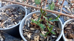 Кедр гималайский из семян. Стратификация и посев - ОДН?