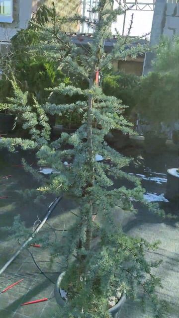 сделаем ниваки из кедр атласский глаука? думаю идея хо смотреть онлайн