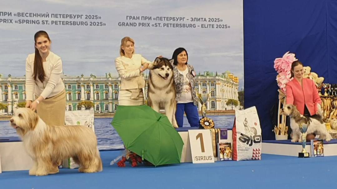 27.04.2025, СПб. Клуб "Элита" (РКФ, ОАНКОО). Выставка собак "КУБОК ЭЛИТЫ" (САС, ЧФ) смотреть онлайн