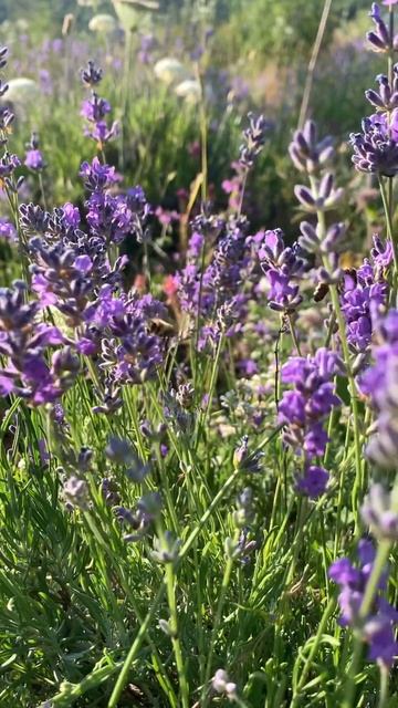 Лаванда Крыма на склонах Демерджи #крым #горы #демердж? смотреть онлайн