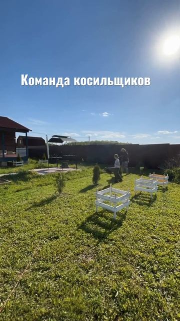 Кошу туи газонокосилкой #туикосилкой #газон #покос2023 #?