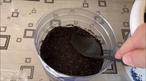 Ирландский мох. Выращивание из семян, посев, всходы.