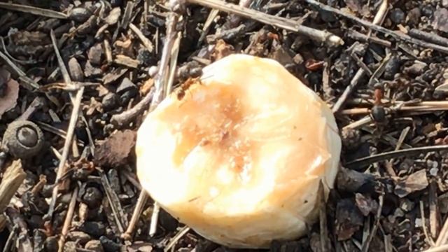 Лакомство для муравьёв смотреть онлайн