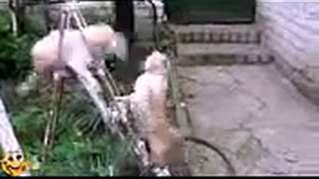 МЕГА ПРИКОЛЫ Большая ржака17 смотреть онлайн